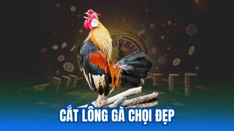 Hướng Dẫn Cắt Lông Gà Chọi Đẹp - Bí Quyết Chăm Sóc Gà Chọi