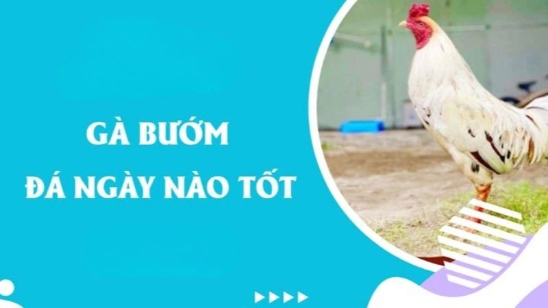 Gà Bướm đá ngày nào được và thông tin tổng quan