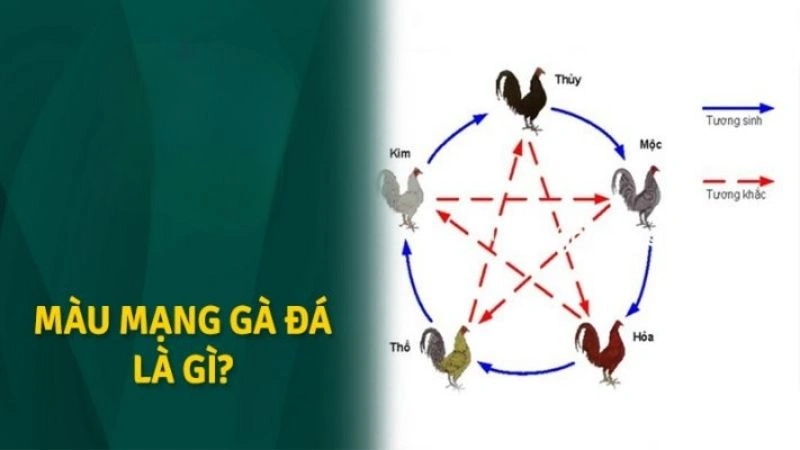 Màu mạng gà đá là gì?