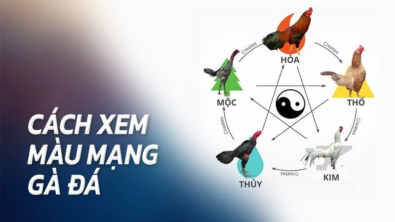 Màu mạng gà đá ngày hôm nay và khả năng thích nghi của chiến kê